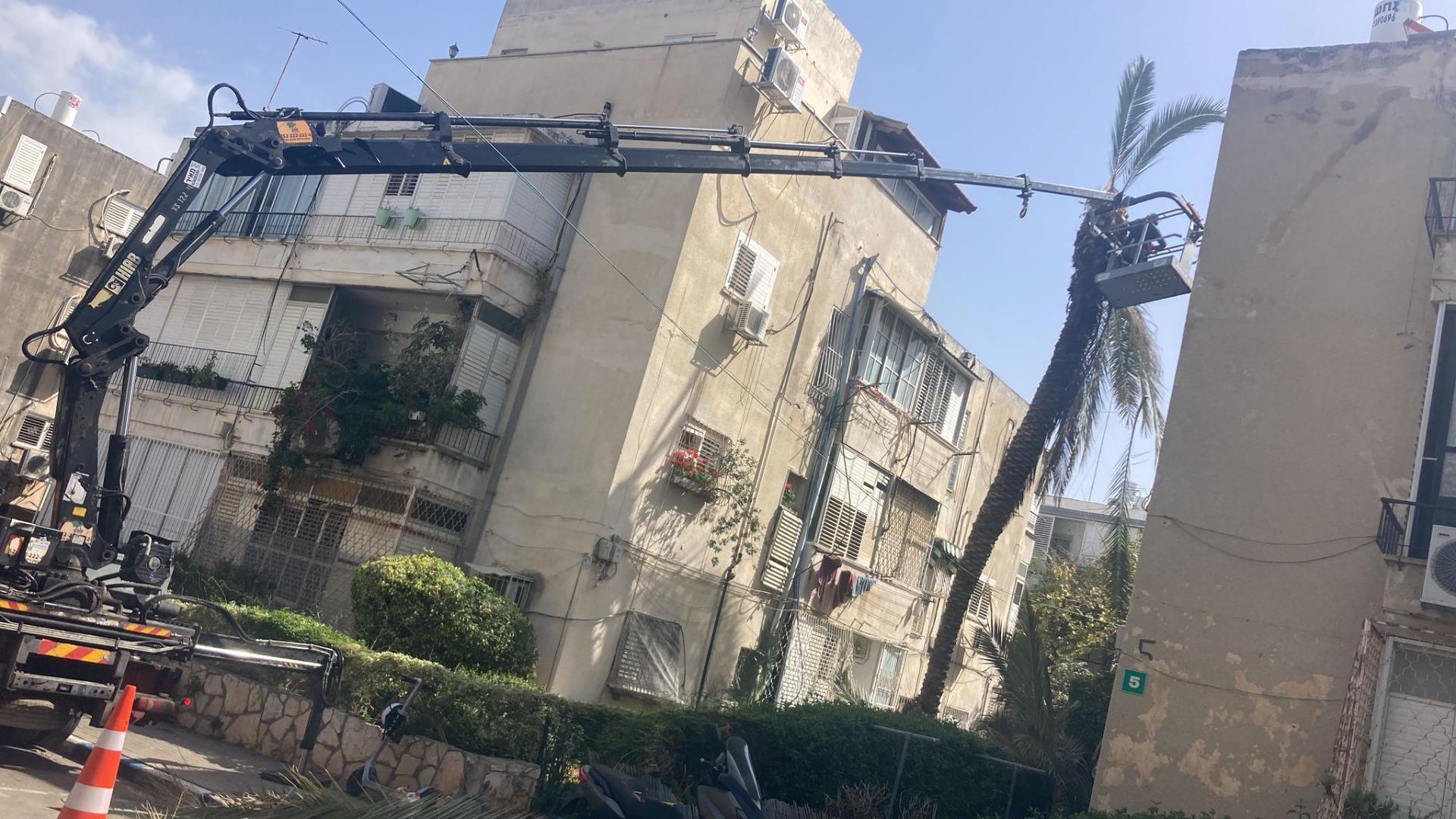 מנוף סל ליד דקל גבוה בין בניינים